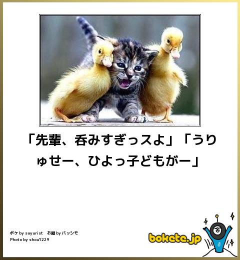 動物のボケて貼って下さい