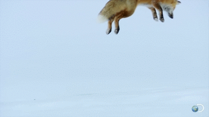 【画像】はまりまくる動物たち