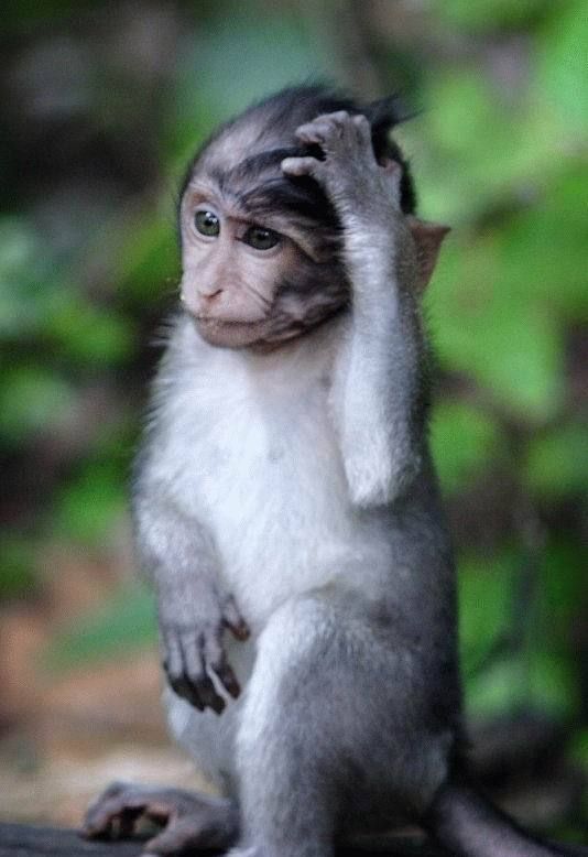 不安そうな動物の顔を貼るトピ