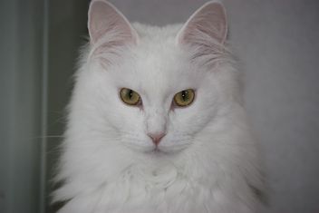 ガルちゃん猫カフェ5号店オープンしました
