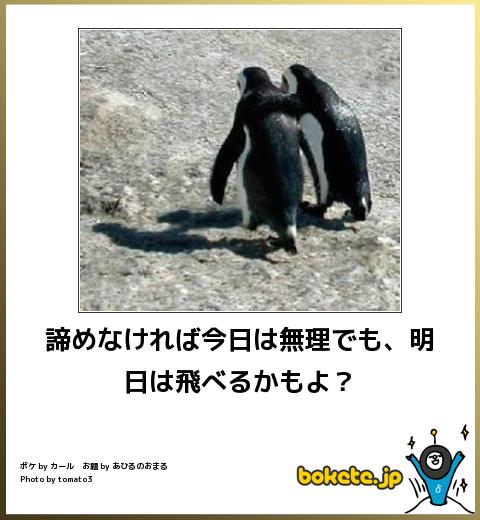 動物のボケて貼って下さい