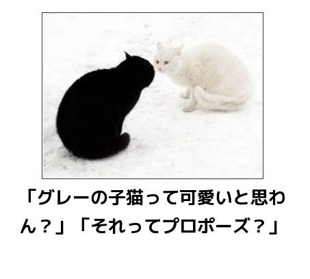 動物のボケて貼って下さい