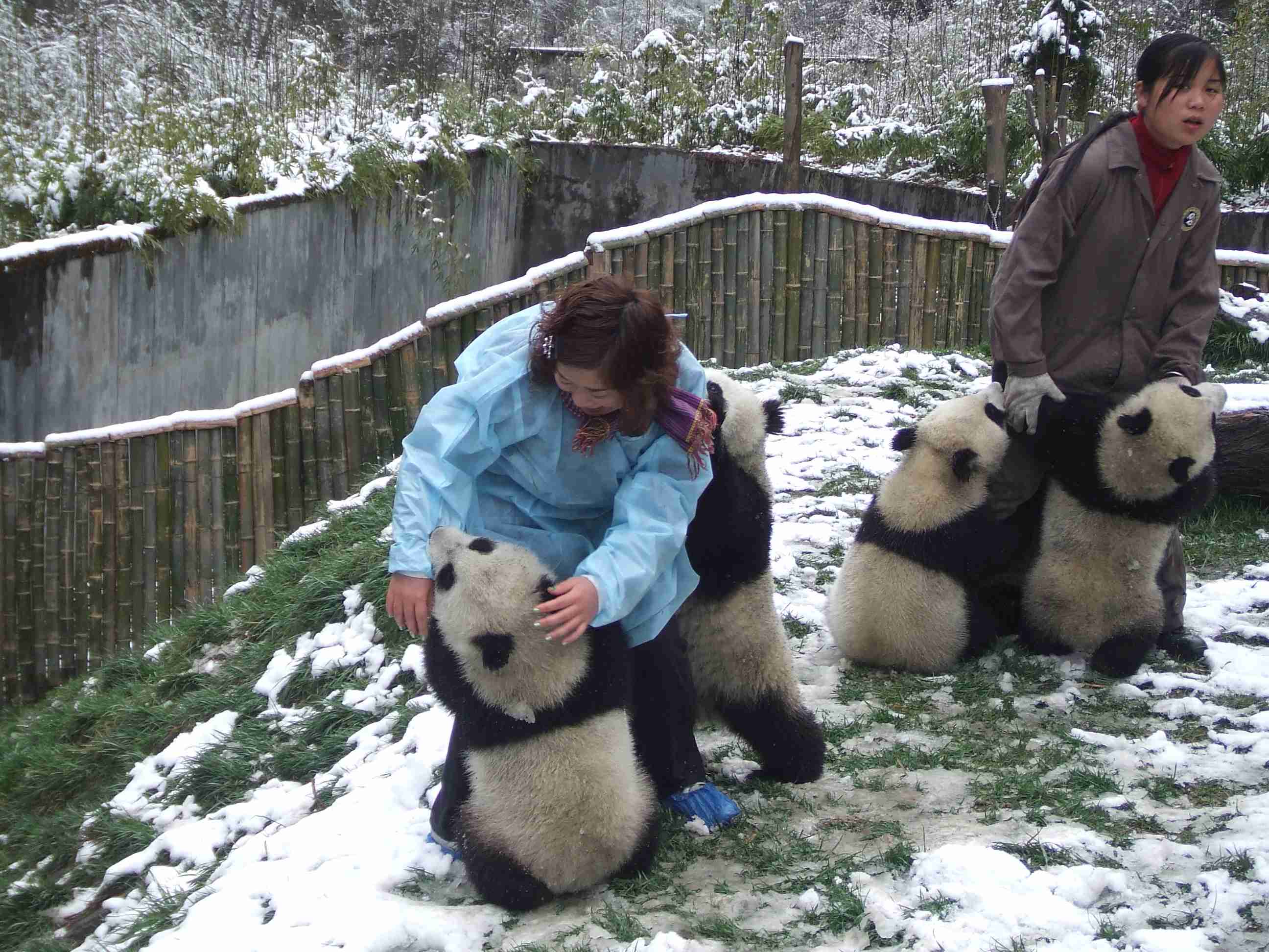 不安そうな動物の顔を貼るトピ