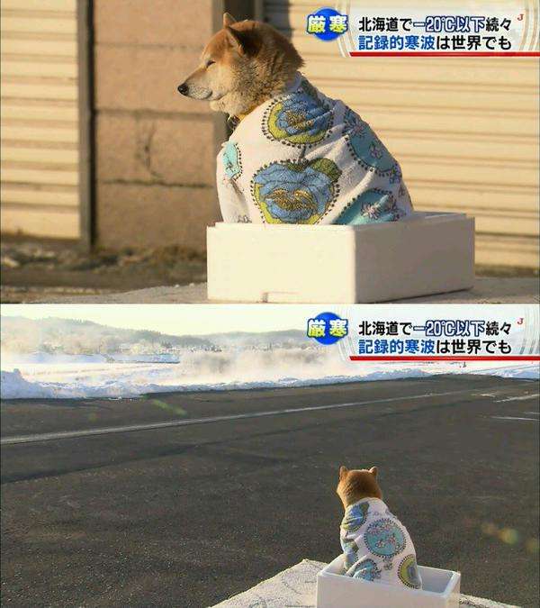 1番好きな犬の種類教えて