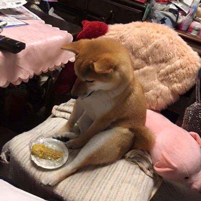 1番好きな犬の種類教えて