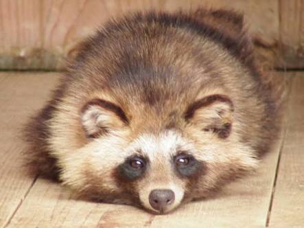 おデブで可愛らしい動物画像