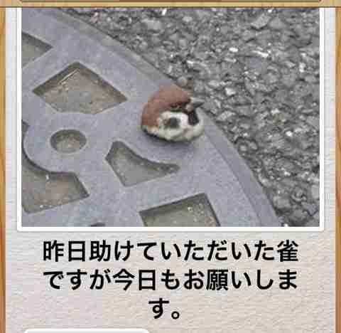 動物のボケて貼って下さい