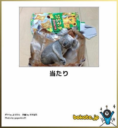 動物のボケて貼って下さい