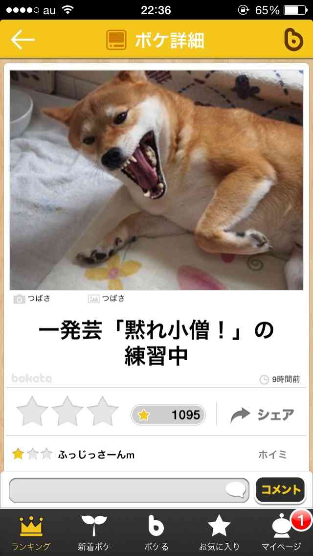 動物のボケて貼って下さい