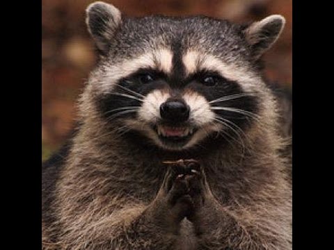 【画像】アライグマの画像が集まるトピ