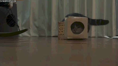 ガルちゃん猫カフェ5号店オープンしました