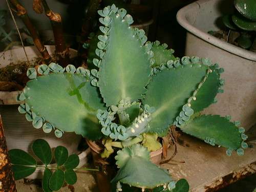 【画像】面白い見た目の植物【ブツブツ禁止】
