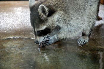 【画像】アライグマの画像が集まるトピ