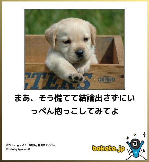 動物のボケて貼って下さい