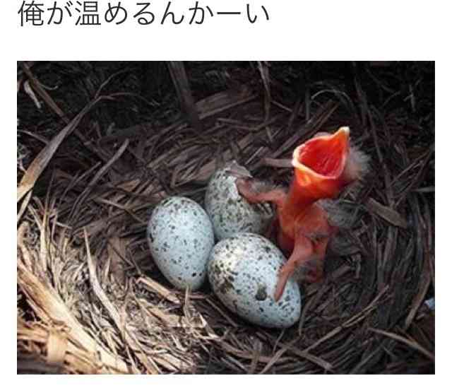 動物のボケて貼って下さい
