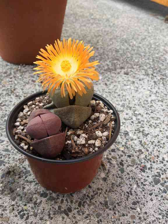 【画像】面白い見た目の植物【ブツブツ禁止】