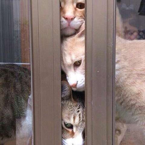 ガルちゃん猫カフェ5号店オープンしました