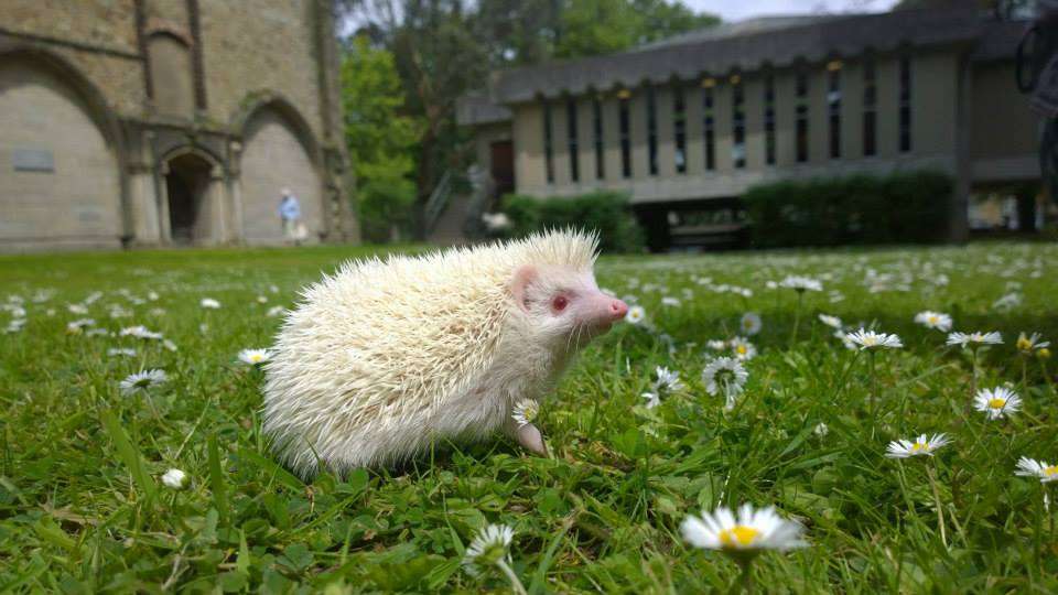 【画像】めずらしい色・模様の動物画像を集めましょう