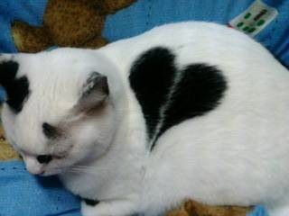 【画像】めずらしい色・模様の動物画像を集めましょう