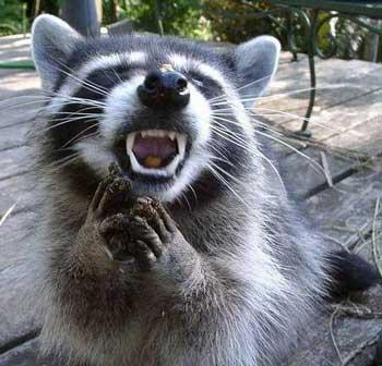 不安そうな動物の顔を貼るトピ
