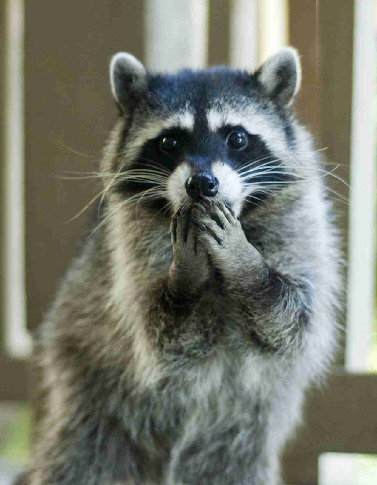 不安そうな動物の顔を貼るトピ