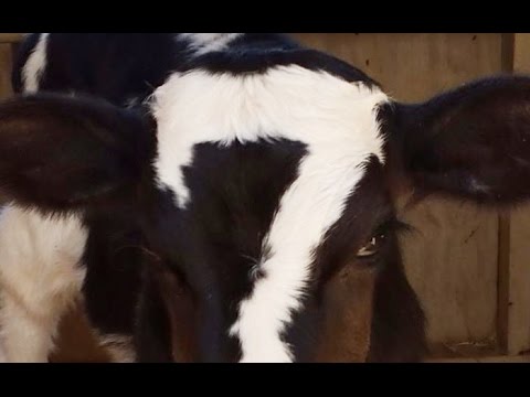 【画像】めずらしい色・模様の動物画像を集めましょう