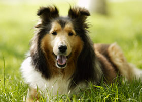 1番好きな犬の種類教えて