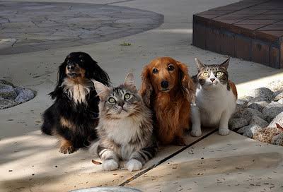 犬と猫どちらも好きな人が集まるトピ♡