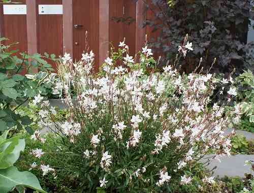 観葉植物やお花に癒されてる人