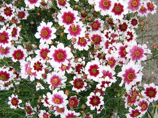 観葉植物やお花に癒されてる人