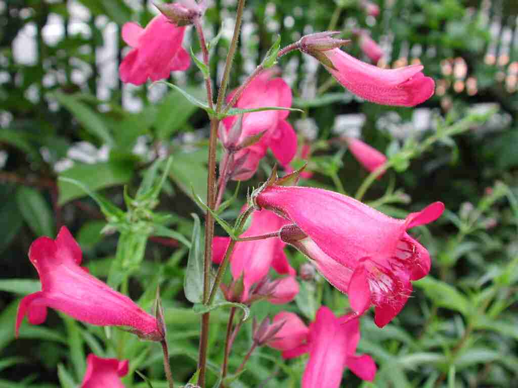 観葉植物やお花に癒されてる人