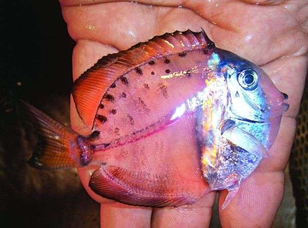【画像】めずらしい色・模様の動物画像を集めましょう