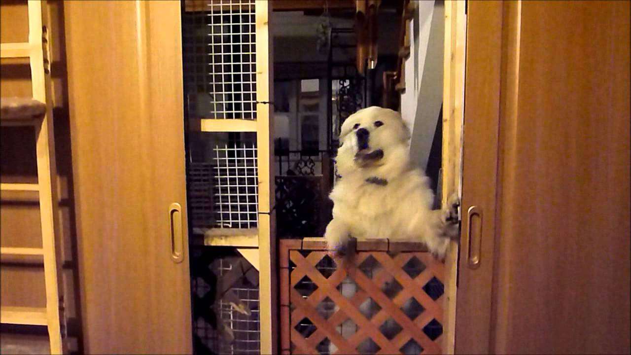 グレートピレニーズのシエル君引き戸を開けてドヤ顔