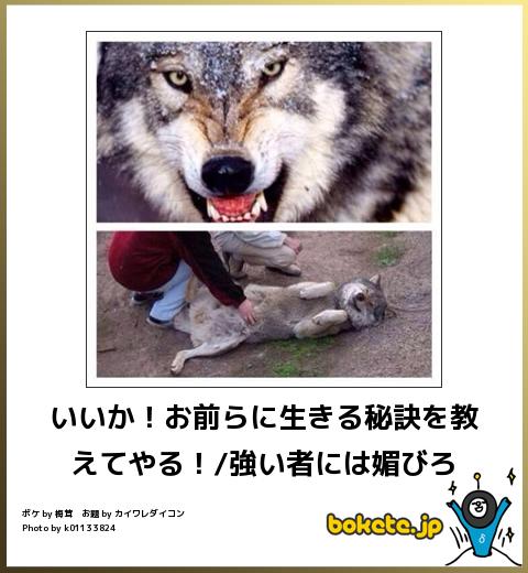 動物のボケて貼って下さい