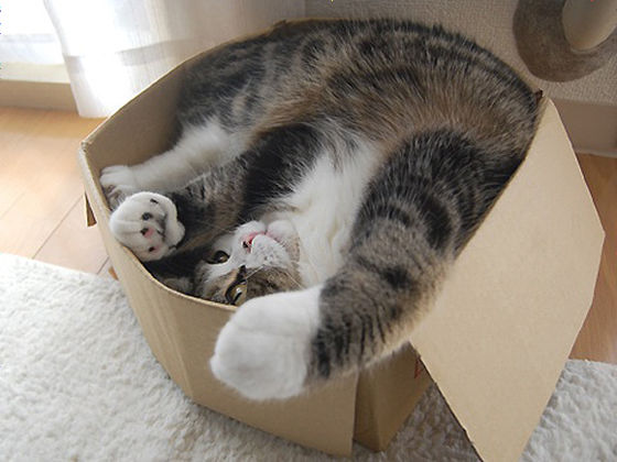 【画像】はまりまくる動物たち