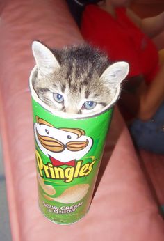 【画像】はまりまくる動物たち