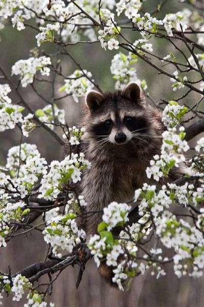 【画像】アライグマの画像が集まるトピ
