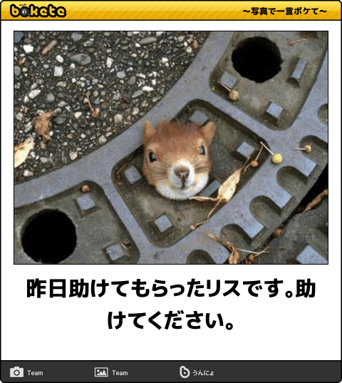 動物のボケて貼って下さい