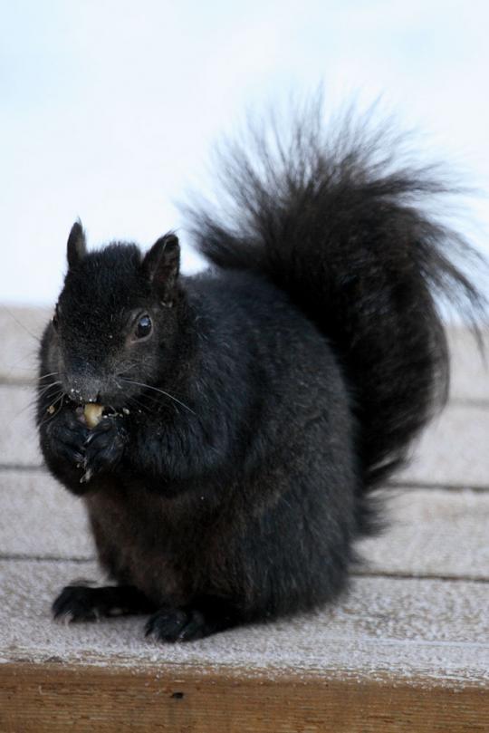 【画像】めずらしい色・模様の動物画像を集めましょう