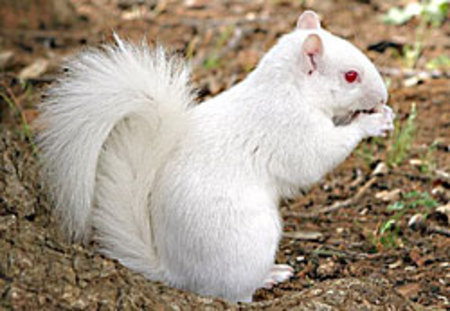 【画像】めずらしい色・模様の動物画像を集めましょう