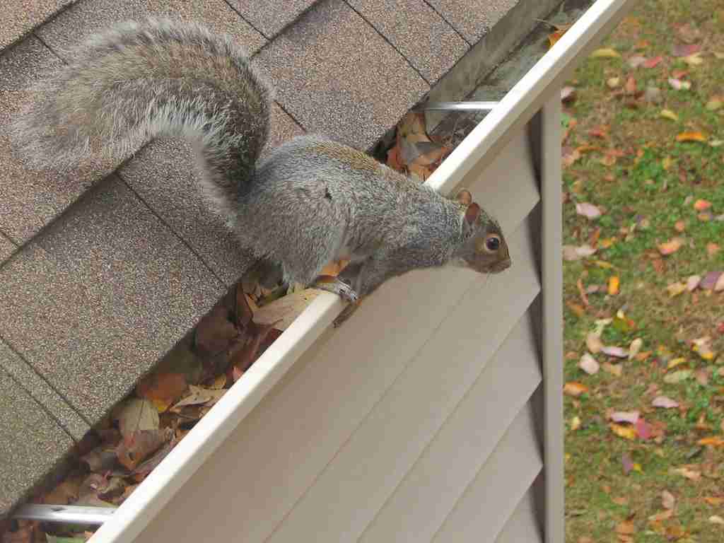 【画像】リスの画像が集まるトピ【動物】