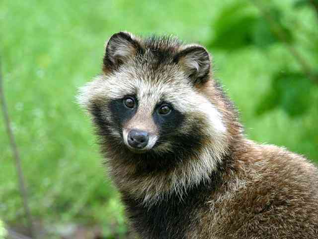 【画像】アライグマの画像が集まるトピ