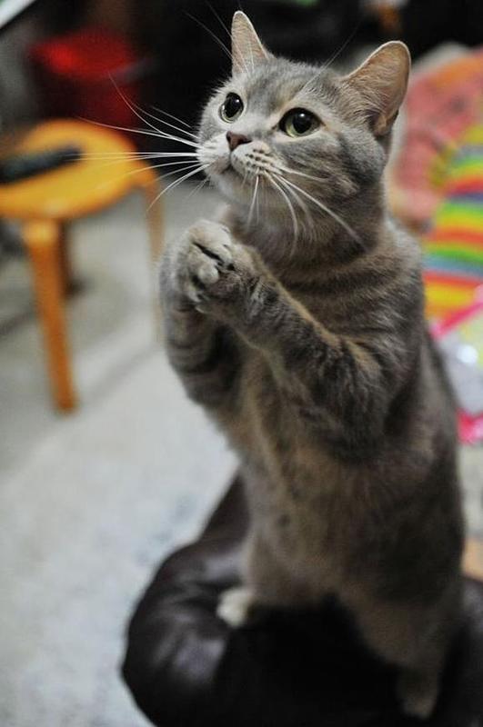 猫の可愛い画像下さい