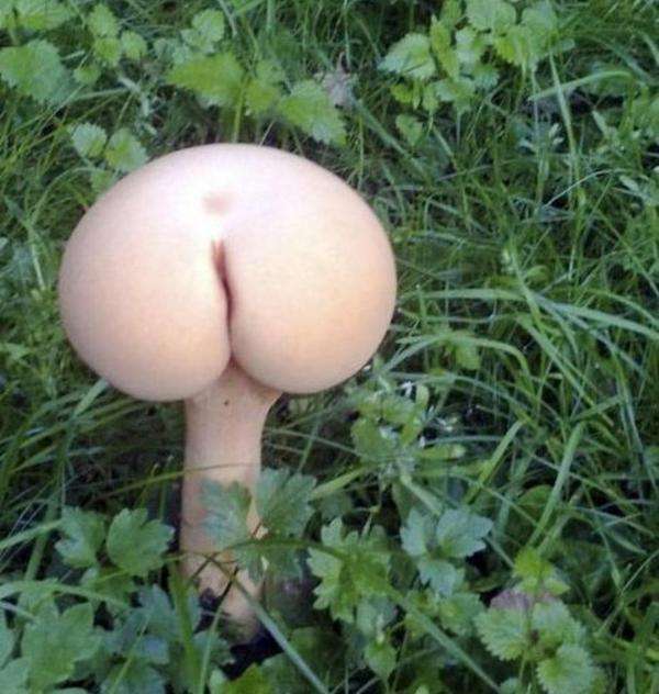 【画像】面白い見た目の植物【ブツブツ禁止】