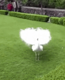 【画像】めずらしい色・模様の動物画像を集めましょう