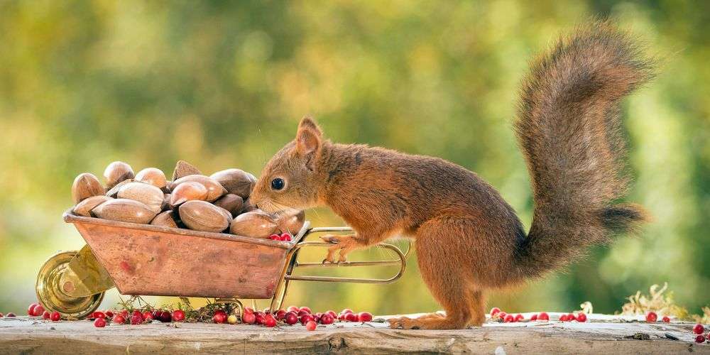 【画像】リスの画像が集まるトピ【動物】