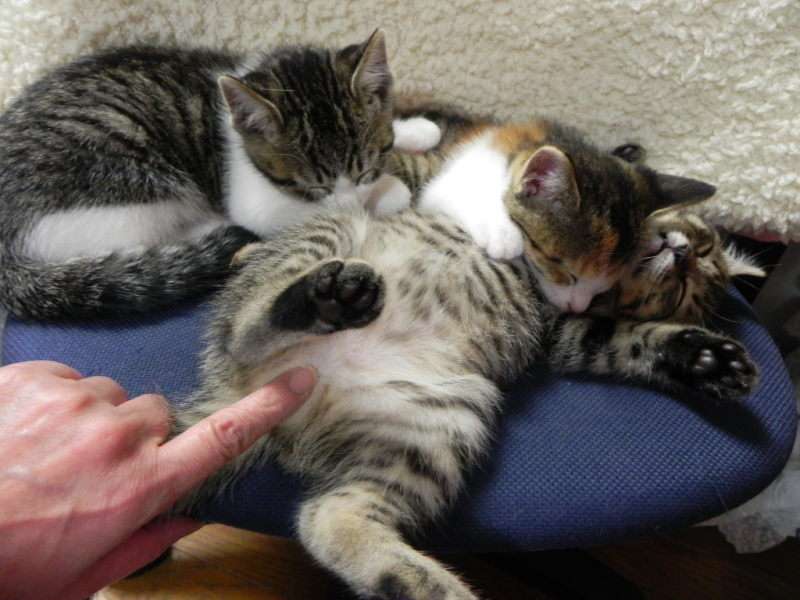 ガルちゃん猫カフェ5号店オープンしました