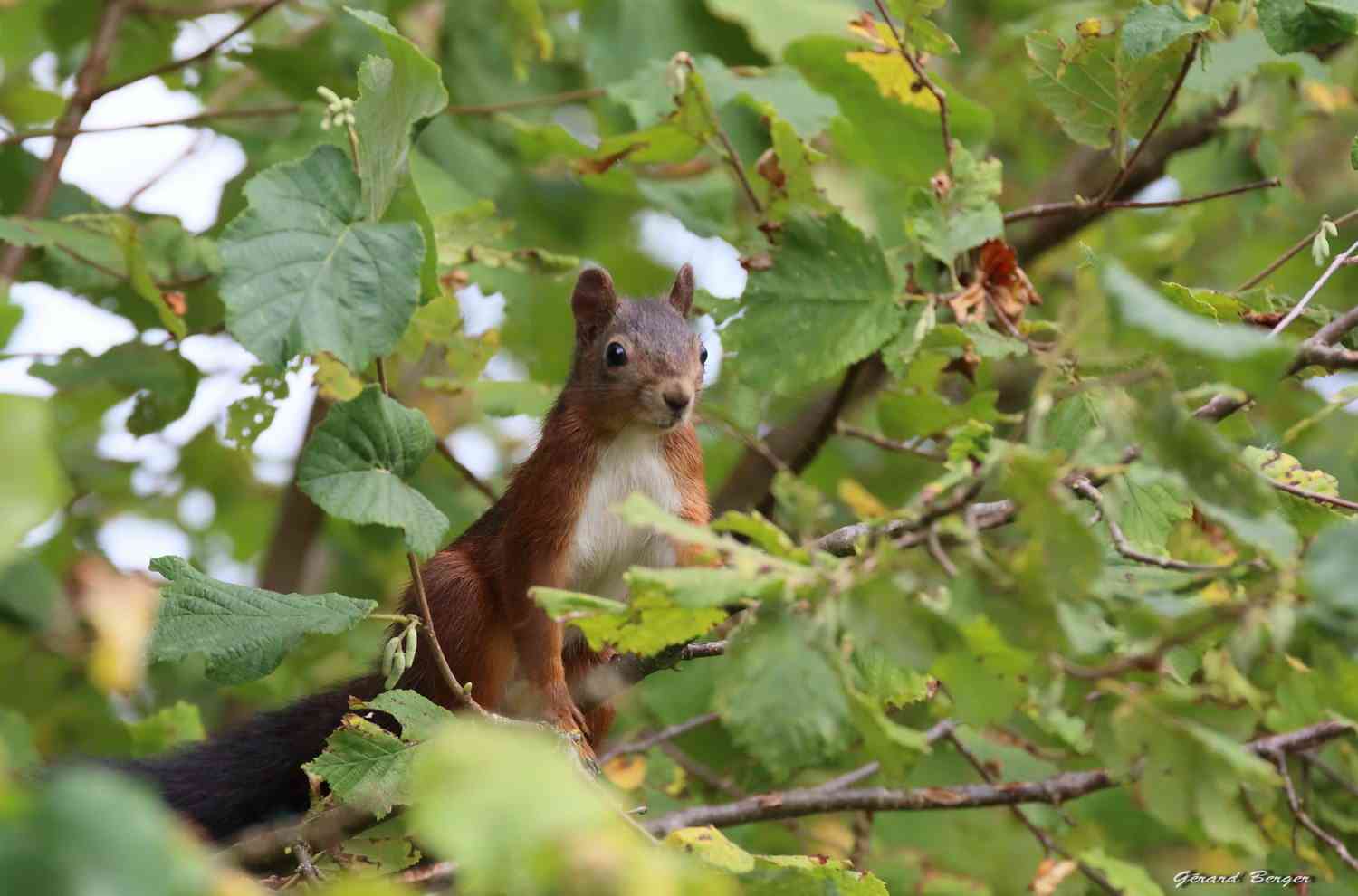 【画像】リスの画像が集まるトピ【動物】