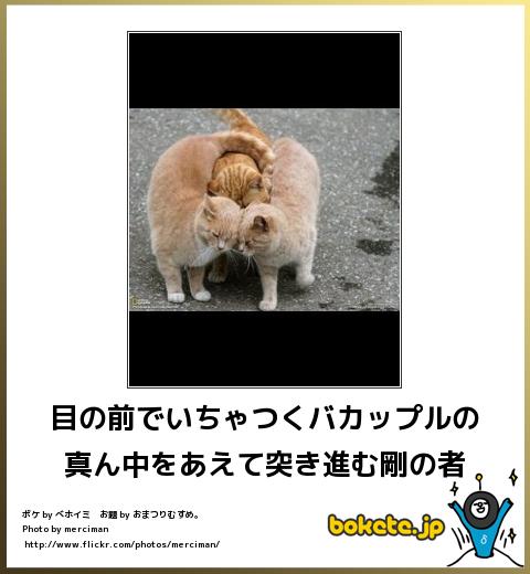 動物のボケて貼って下さい