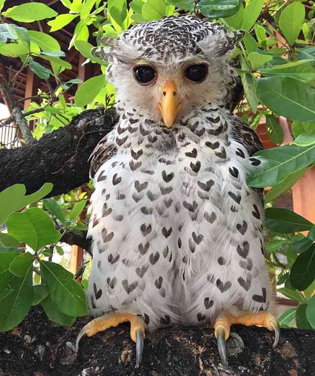 【画像】めずらしい色・模様の動物画像を集めましょう